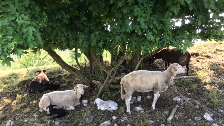 Schafe unter Baum, © Naturpark Leiser Berge Schafe unter Baum, © Naturpark Leiser Berge