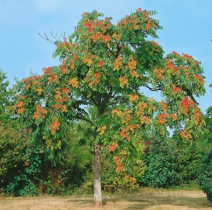Götterbaum, © Manuel Denner Götterbaum, © Manuel Denner