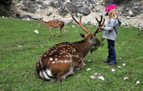 Wildpark Ernstbrunn, © Weinviertel Tourismus / Mandl Ein Kind füttert ein sitzendes Reh im Wildpark Ernstbrunn.