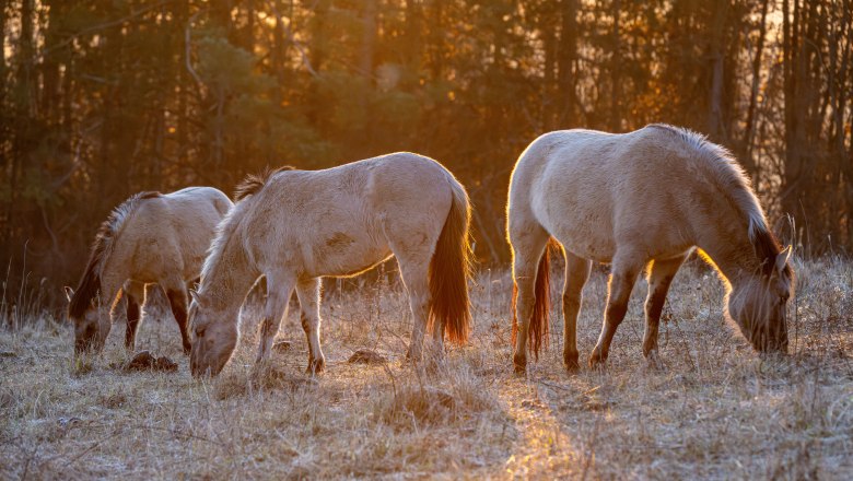 Konikpferde in der Abendsonne, © Fotoclub Ernstbrunn Konikpferde in der Abendsonne, © Fotoclub Ernstbrunn