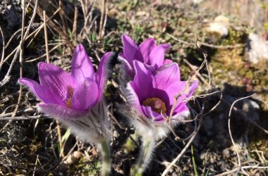 Great pasque flower, © Leiser Berge Great pasque flower, © Leiser Berge
