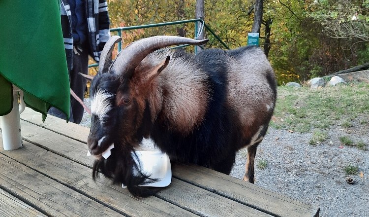 Outdoor area, © Buschberghütte A goat on a wooden table outdoors with a young man in the background.