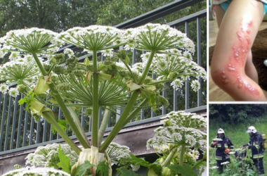 Riesenbärenklaue Riesenbärenklaue