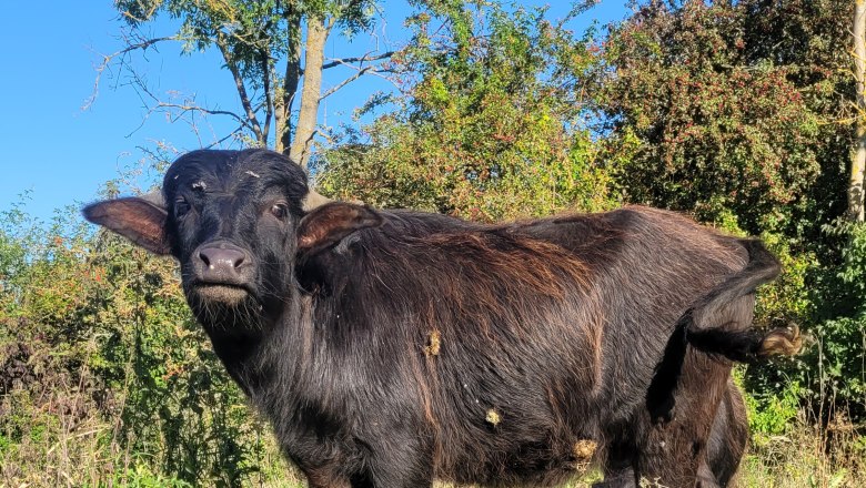 Wasserbüffel-Rossweide2, © Naturpark Leiser Berge | Franziska Denner Wasserbüffel-Rossweide2, © Naturpark Leiser Berge | Franziska Denner