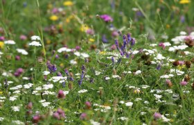 Blühwiese, © B. Krobath Blühwiese, © B. Krobath