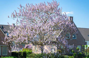 Blauglockenbaum in der Blüte, © Manuel Denner Blauglockenbaum in der Blüte, © Manuel Denner