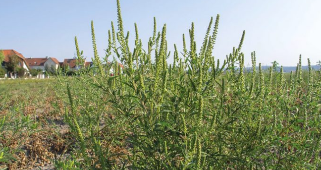 Ragweed Ragweed