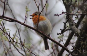 Singendes Rotkehlchen, © pixabay/Nennieinszweidrei Singendes Rotkehlchen, © pixabay/Nennieinszweidrei