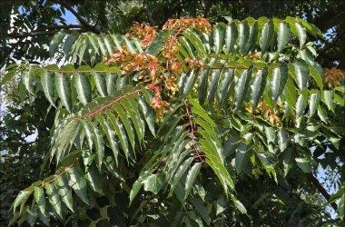 Götterbaum Götterbaum