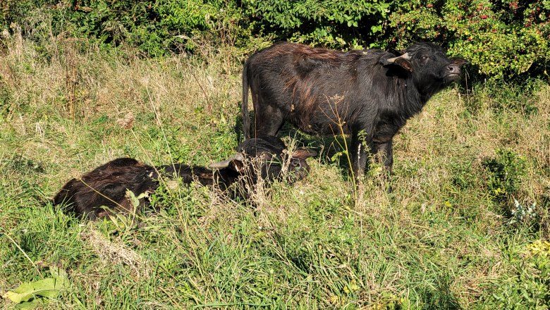 Wasserbüffel-Rossweide1, © Naturpark Leiser Berge | Franziska Denner Wasserbüffel-Rossweide1, © Naturpark Leiser Berge | Franziska Denner