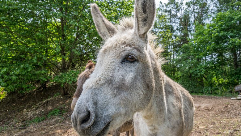Esel-Porträt, © Fotoclub Ernstbrunn | Hans Gumpinger Esel-Porträt, © Fotoclub Ernstbrunn | Hans Gumpinger