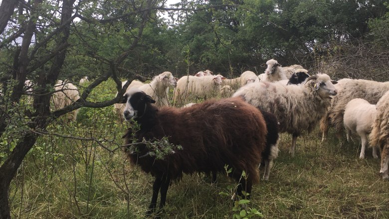 Schafe in Waldweide, © Naturpark Leiser Berge Schafe in Waldweide, © Naturpark Leiser Berge