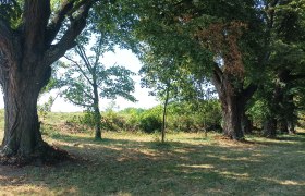 Ladendorfer Allee, © Naturpark Leiser Berge | Franziska Denner Ladendorfer Allee, © Naturpark Leiser Berge | Franziska Denner