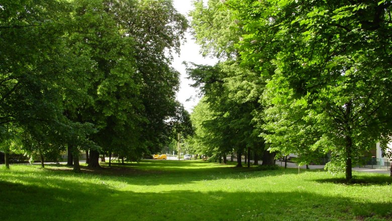 Allee, © Gemeinde Ladendorf Grüne Allee mit Bäumen und Rasenfläche bei Tageslicht.