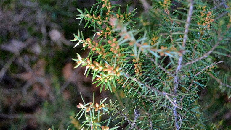 Reifung Beerenzapfen, © Leiser Berge Reifung Beerenzapfen, © Leiser Berge