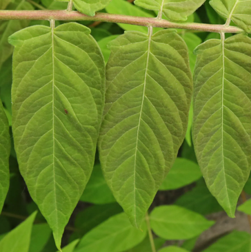 Götterbaum Blatt Götterbaum Blatt