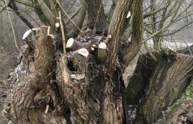 Schnitt Kopfweiden, &copy; Leiser Berge