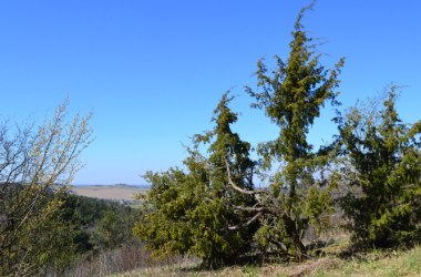 Großer Wacholder, © Leiser Berge