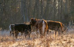 3 Rinder der Rasse Tux Zillertaler auf Weidefläche im Herbst