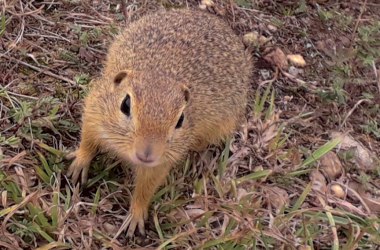 Ziesel (Spermophilus citellus), &copy; Franziska Denner