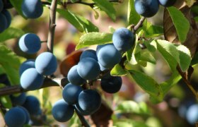 Schlehe, &copy; A.Jirout