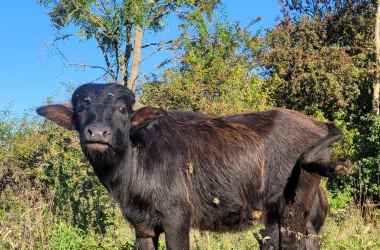 Wasserbüffel-Rossweide2, © Naturpark Leiser Berge | Franziska Denner