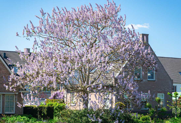 Blauglockenbaum in der Blüte, © Manuel Denner