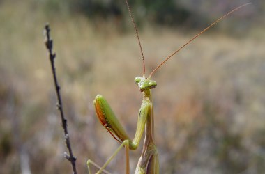 Gottesanbeterin (Mantis religiosa), © Manuel Denner