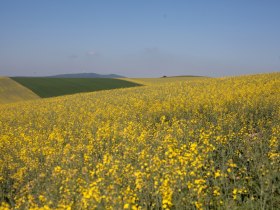 Blick auf Buschberg, &copy; Weinviertel Tourismus / Wurnig