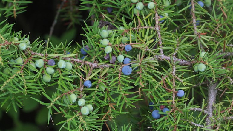 Juniperus, © Leiser Berge