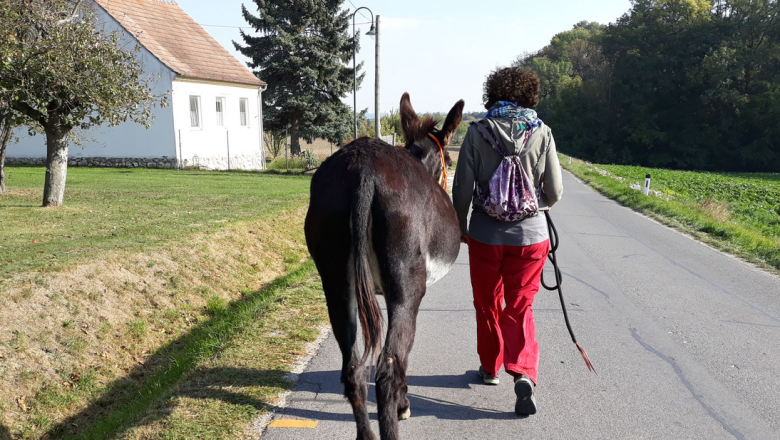 Esel- und Ponywanderung, © Petra Krejci