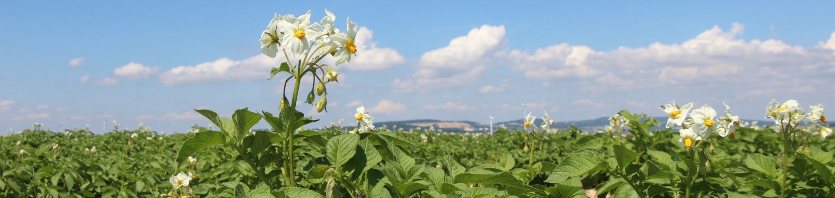 Blüte am Feld, © Popp