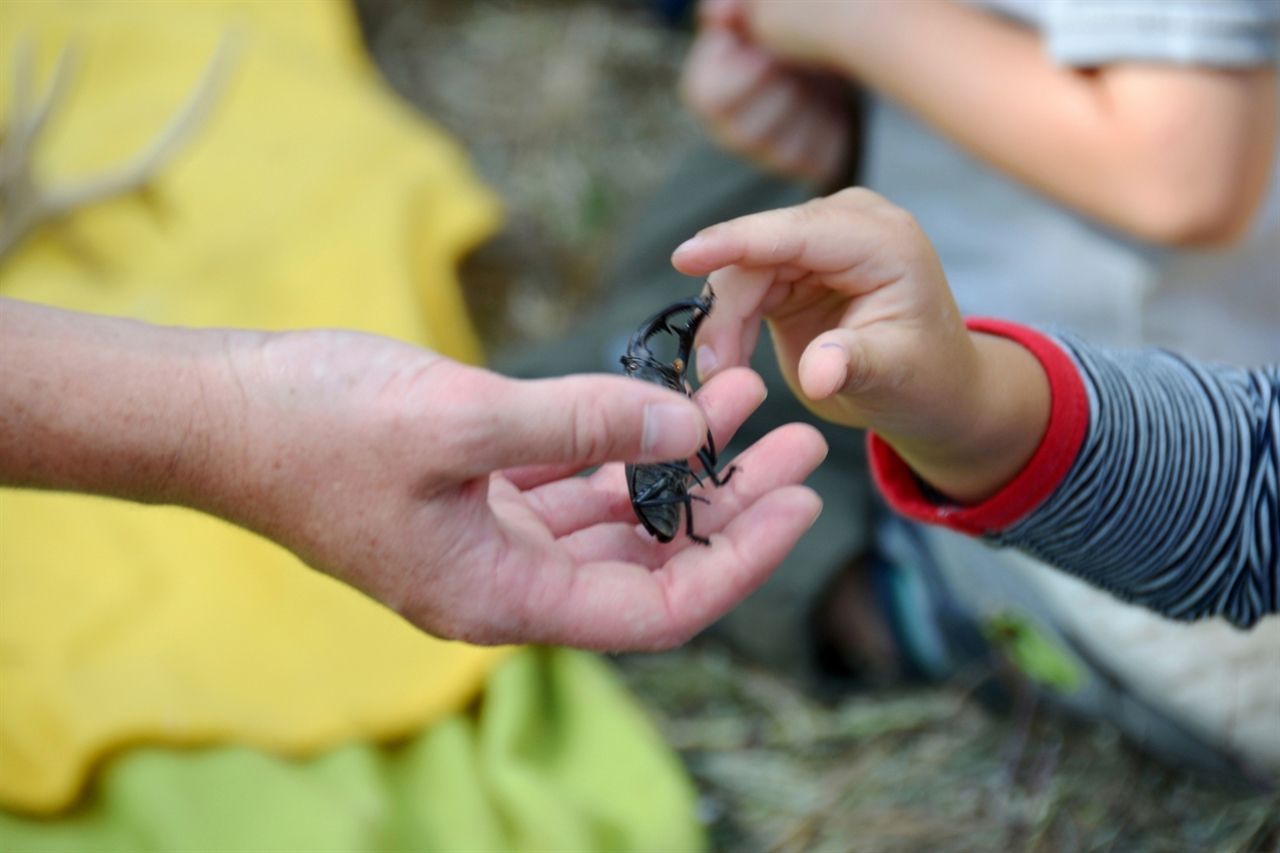 Hirschkäfer in der Hand