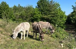 3 Esel auf grasend auf einer Weidefläche mit Bäumen im Hintergrund