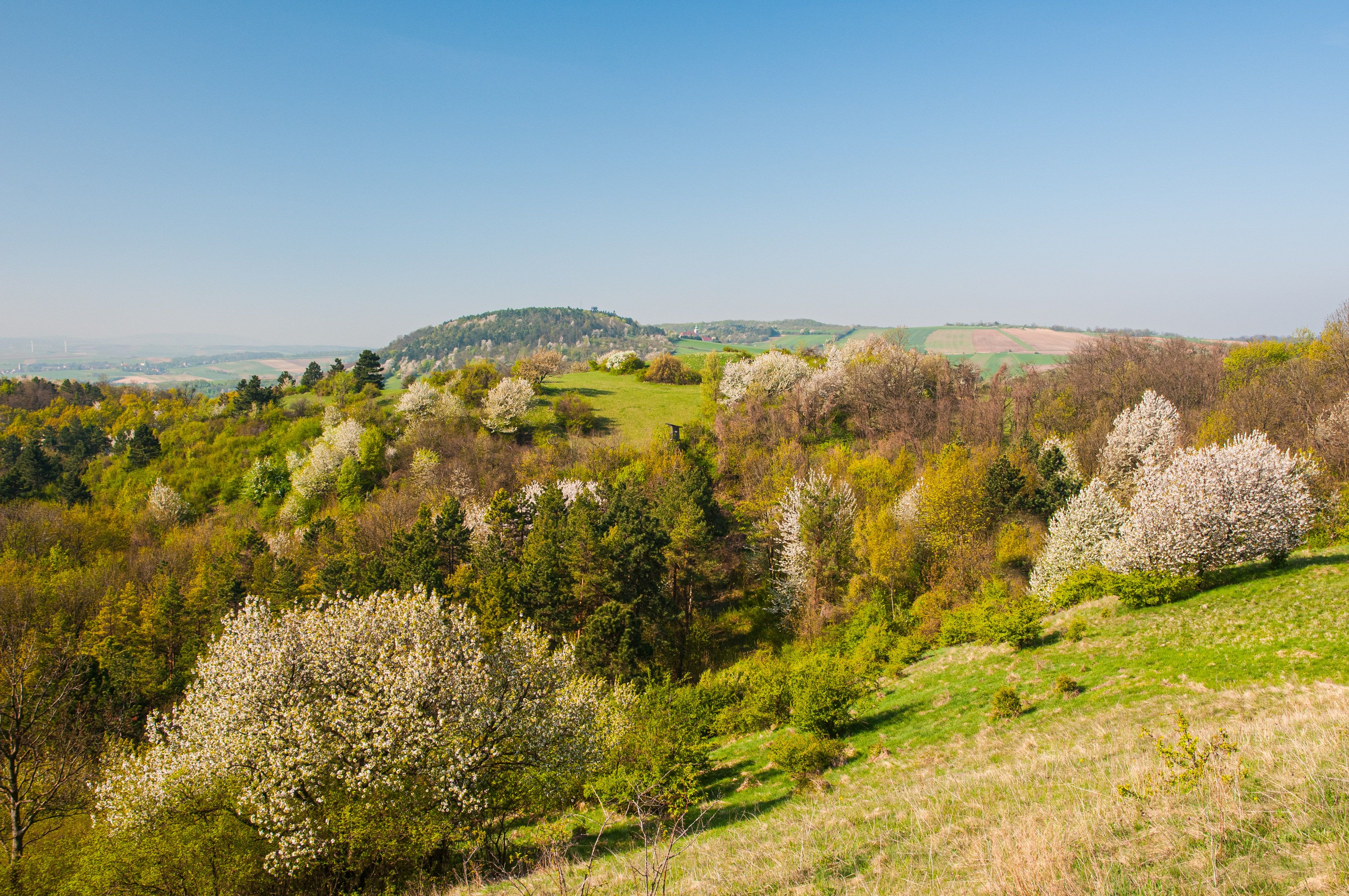 Blick vom Buschberg über Trockenrasen und Bäume und einer weiten Landschaft