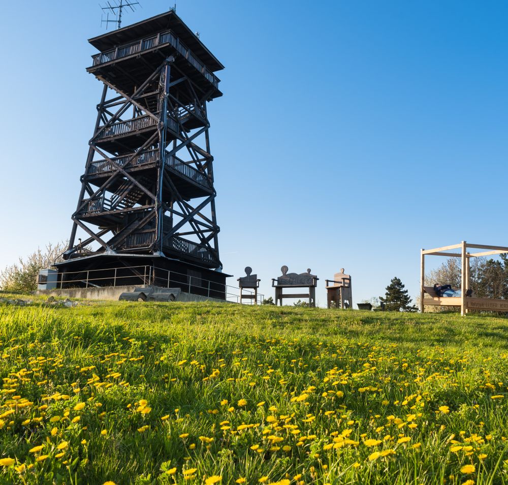 hohe Aussichtswarte aus Holz auf gelber Blumenwiese 