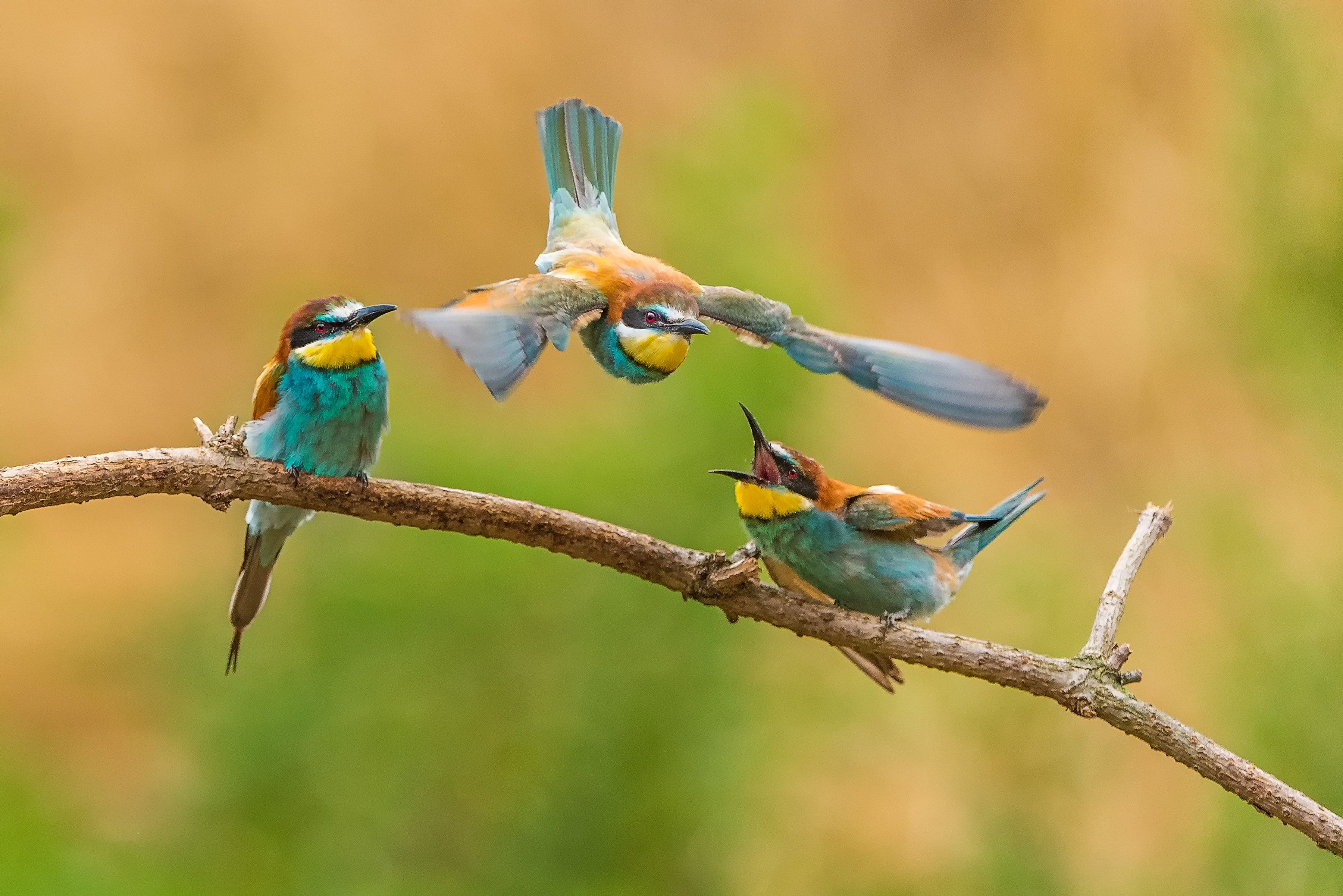 Ein Bienenfresser fliegt zu zwei weiteren auf einem Ast sitzenden Artgenossen.