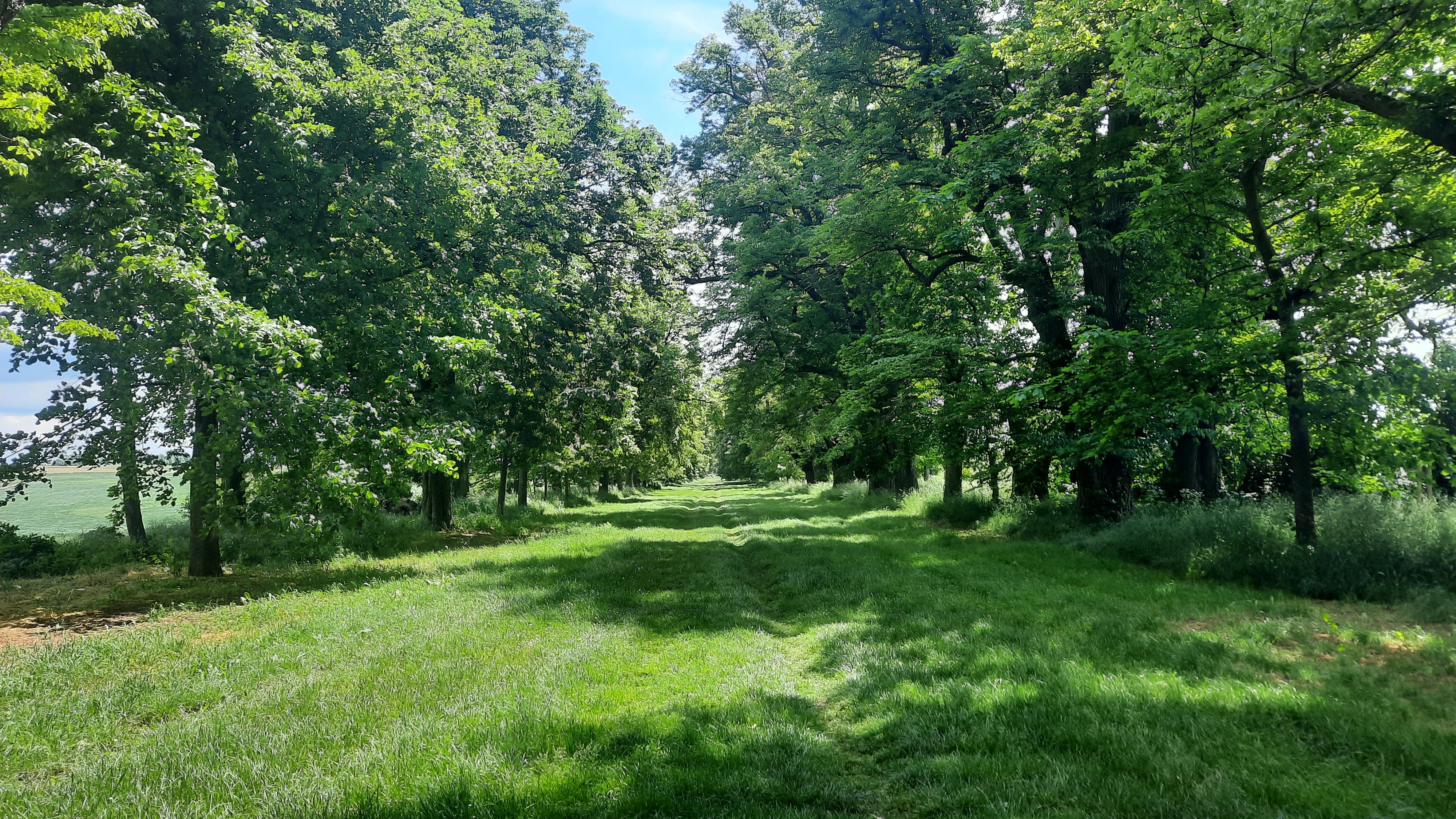 Sehr lange Allee mit grünen Linden rechts und links