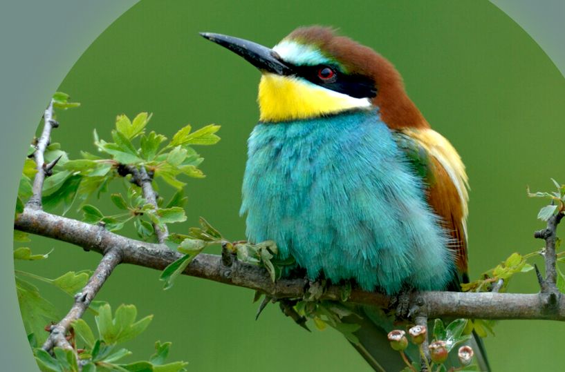 Ein Vogel sitz auf einem Ast