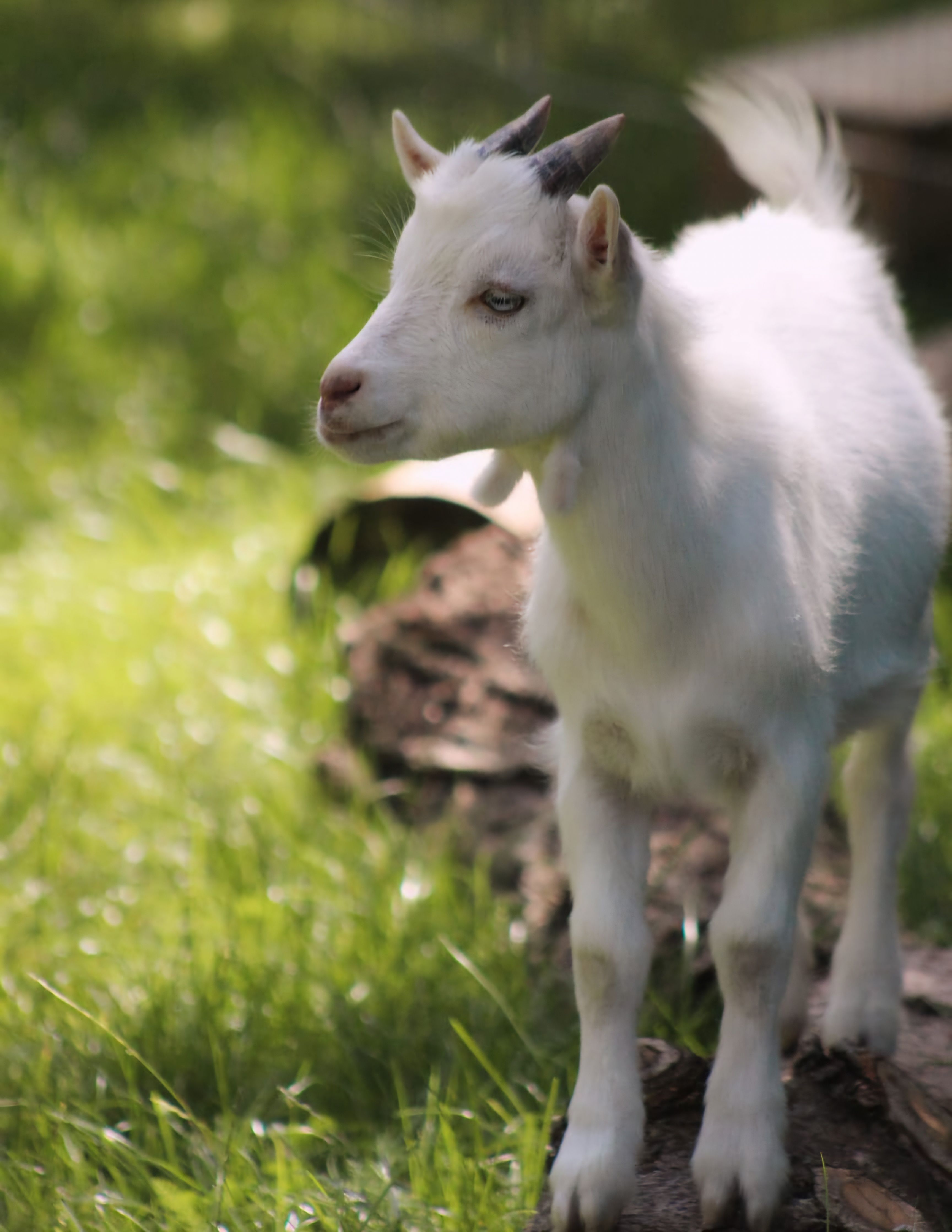 Ein junges weißes Zicklein steht auf einem Baumstamm im Grünen.