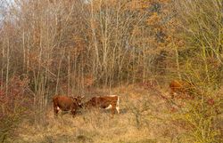 Herbstaufnahme von Weidefläche mit 3 Tux Zillertaler Rinder