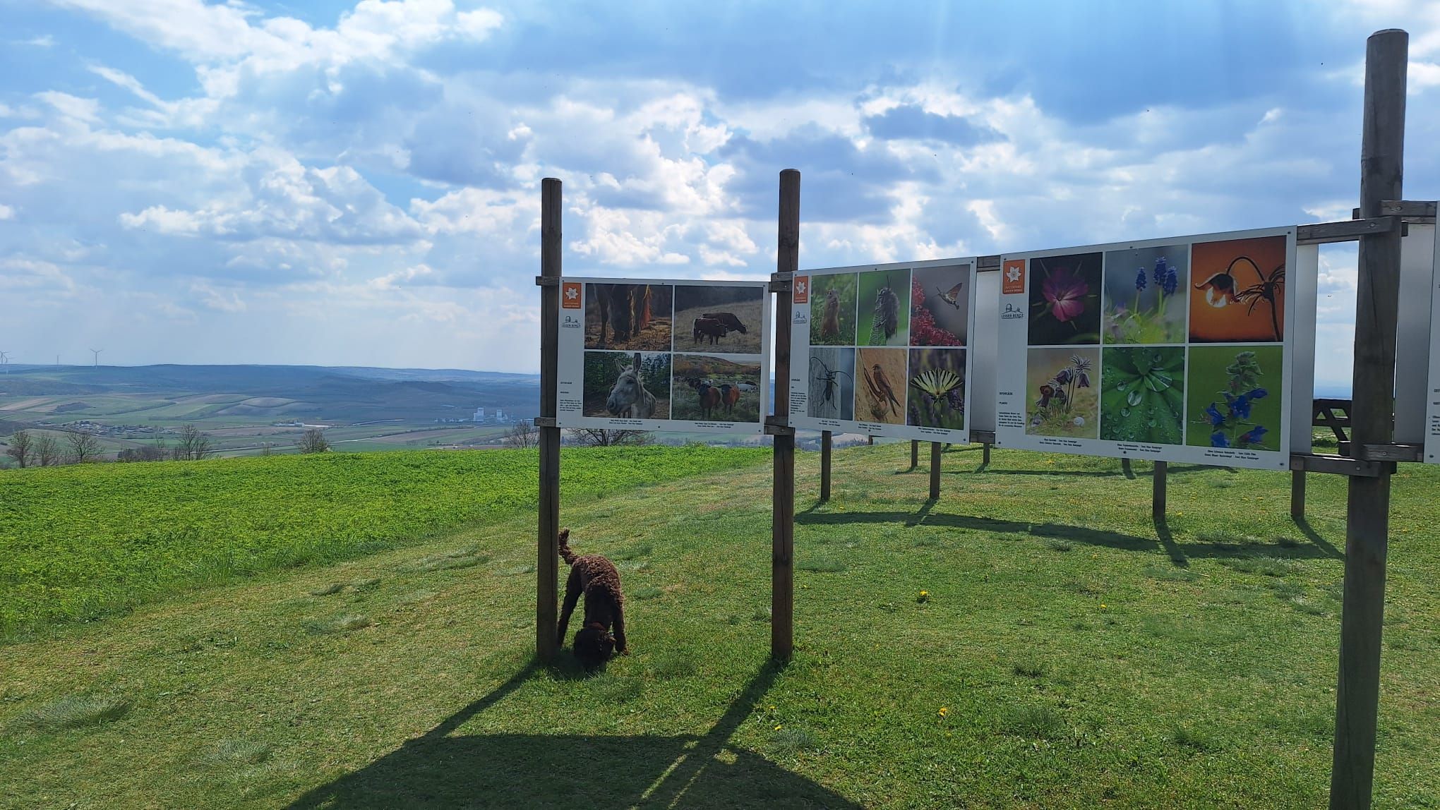 Fototafeln am Oberleiserberg mit Fokus Tiere im Naturpark