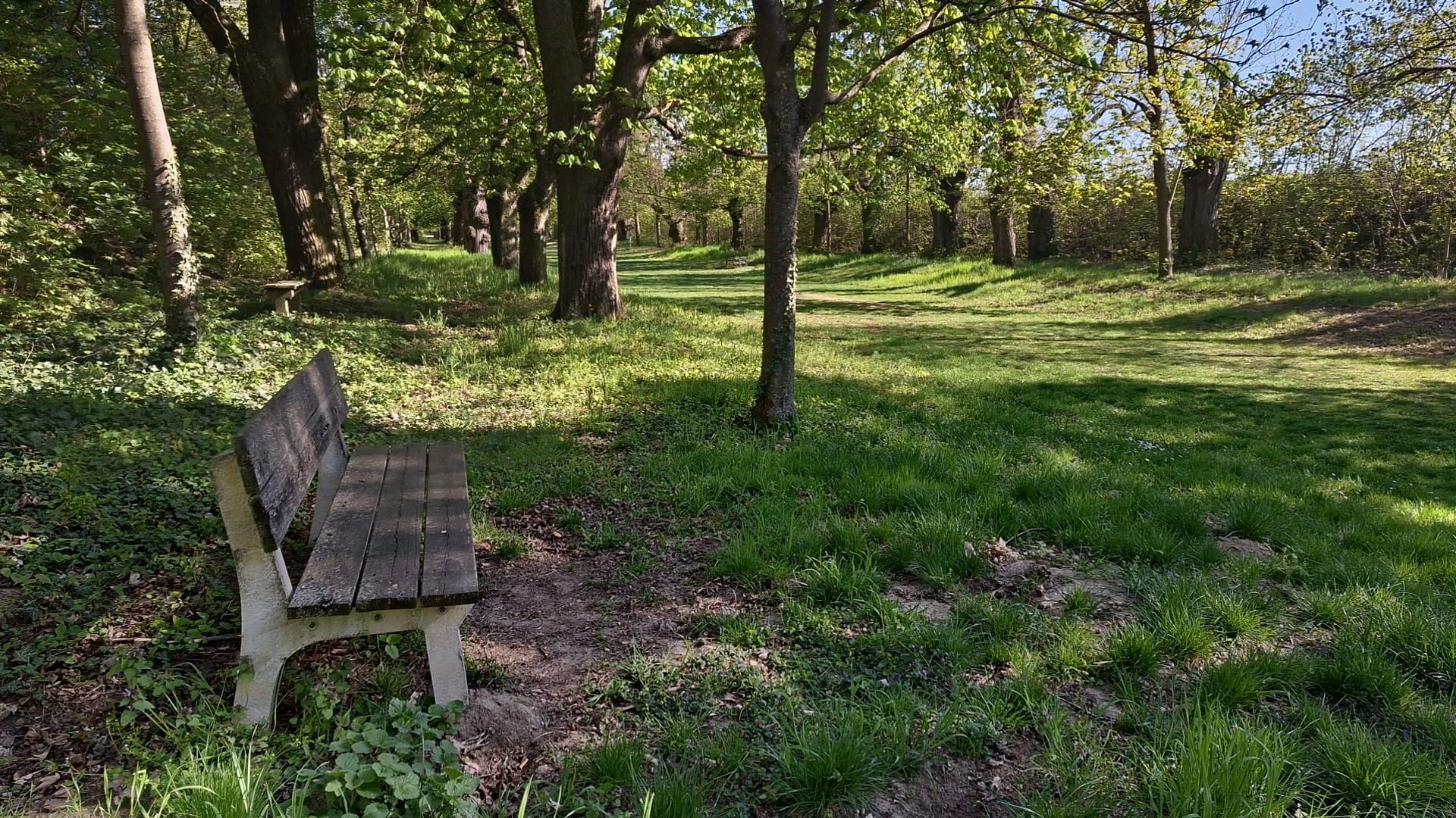 Sitzbank mit Blick in die grüne zweireihige Lindenallee