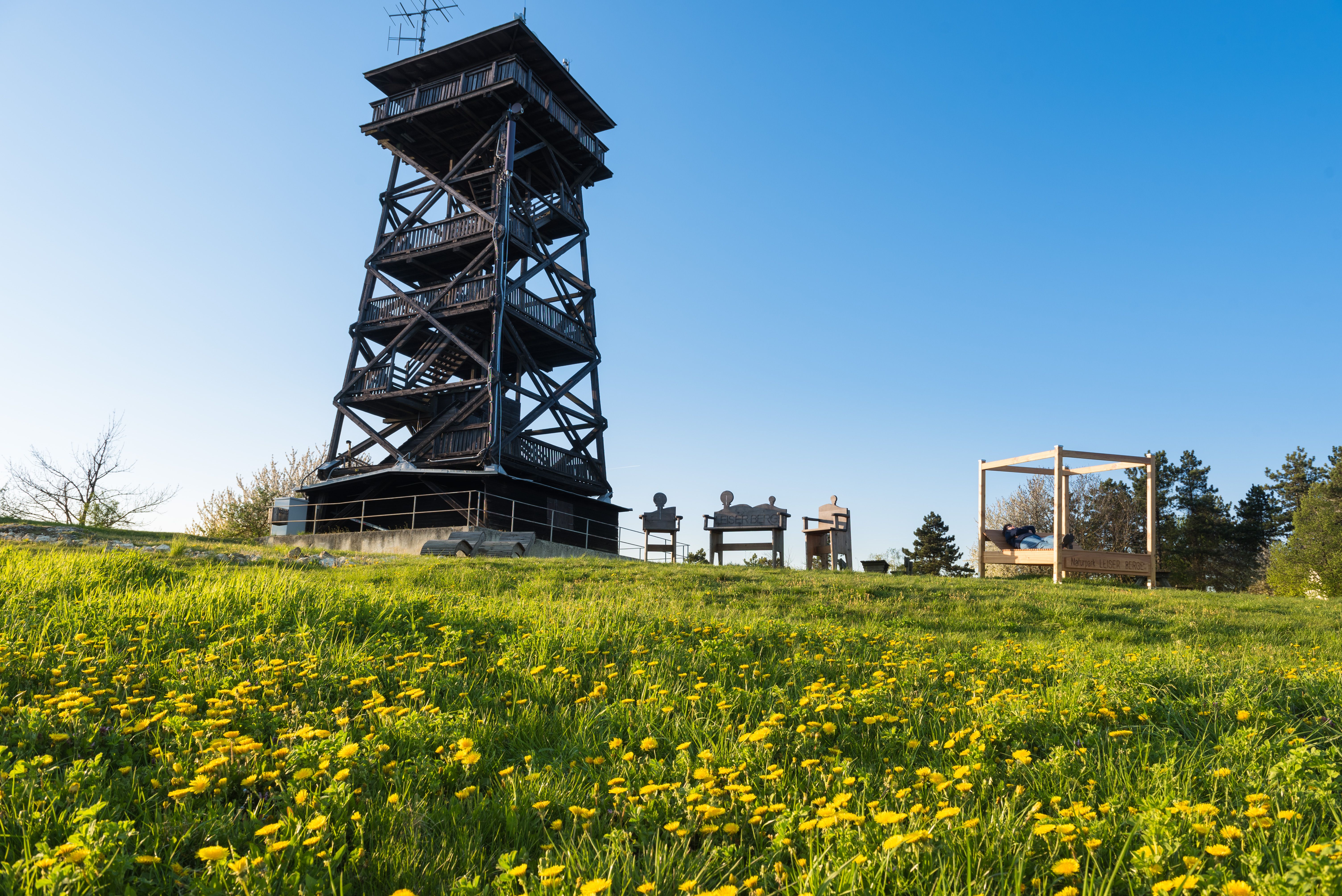 hohe Aussichtswarte aus Holz auf gelber Blumenwiese 