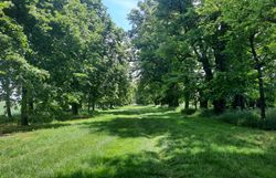 Sehr lange Allee mit grünen Linden rechts und links