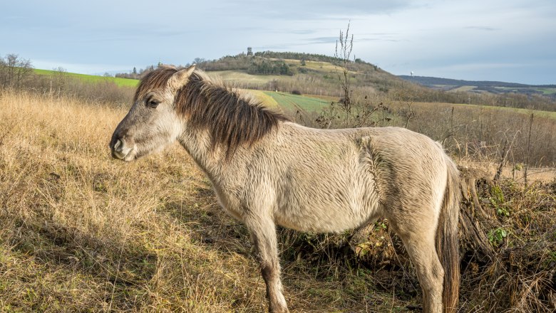 Konikpferd vor Oberleiser Berg, &copy; Fotoclub Ernstbrunn
