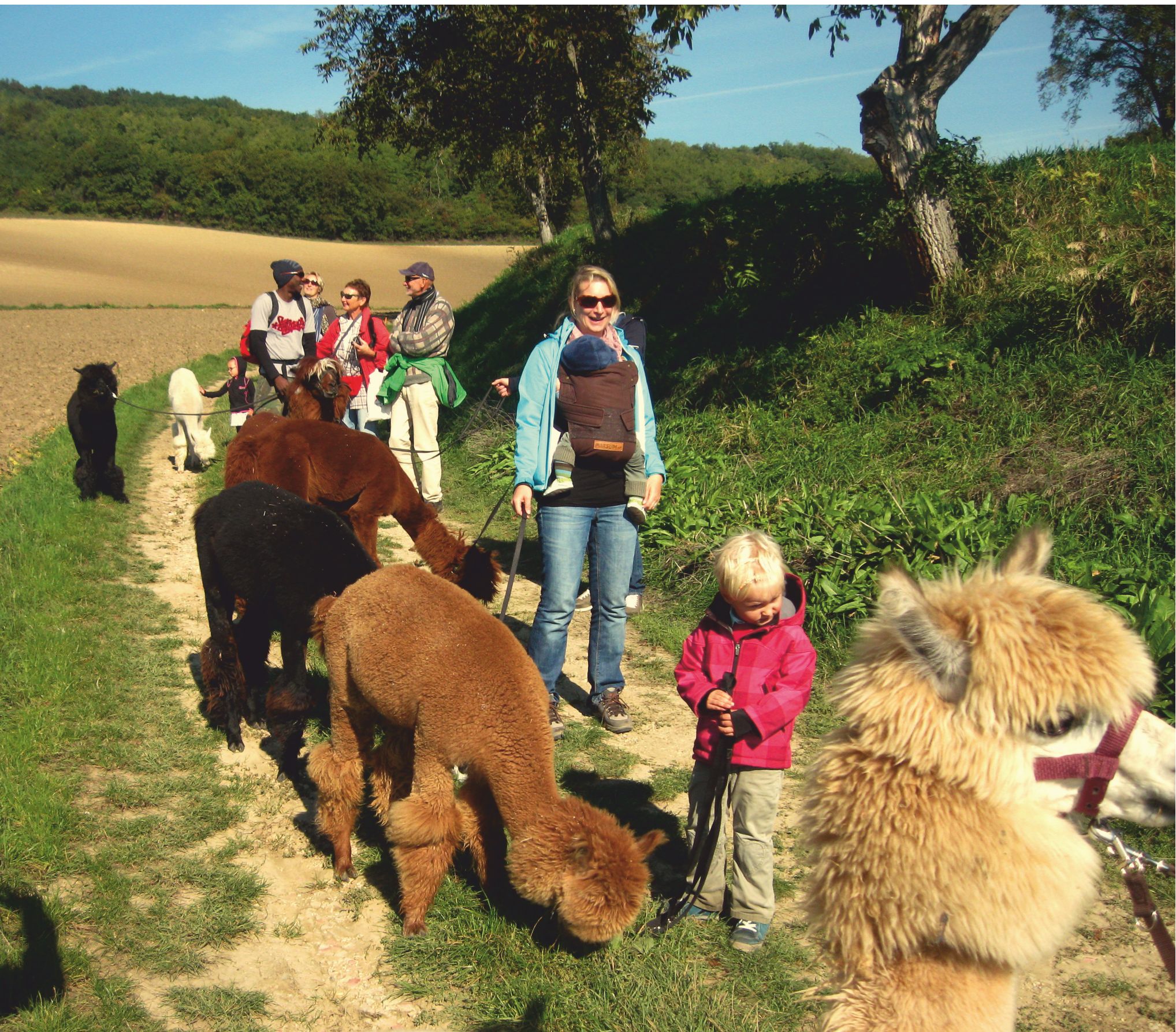 Gruppe von Menschen mit Alpakas auf einem Wanderweg in ländlicher Umgebung.