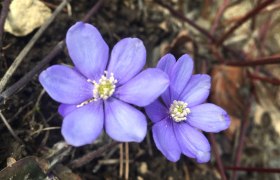 Leberbl&uuml;mchen, &copy; Leiser Berge