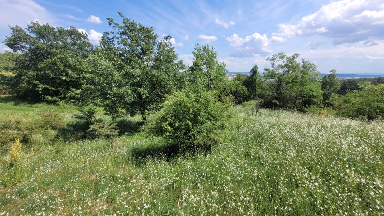 Steinbacher Heide - Weißdorn und Eiche, © Naturpark Leiser Berge | Franziska Denner