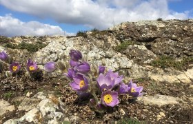 Kuhschelle auf Kalkfelsen, © Naturpark Leiser Berge | Julia Friedlmayer